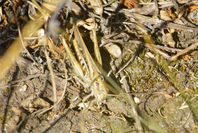 Chorthippus (Glyptobothrus) (subgenus)