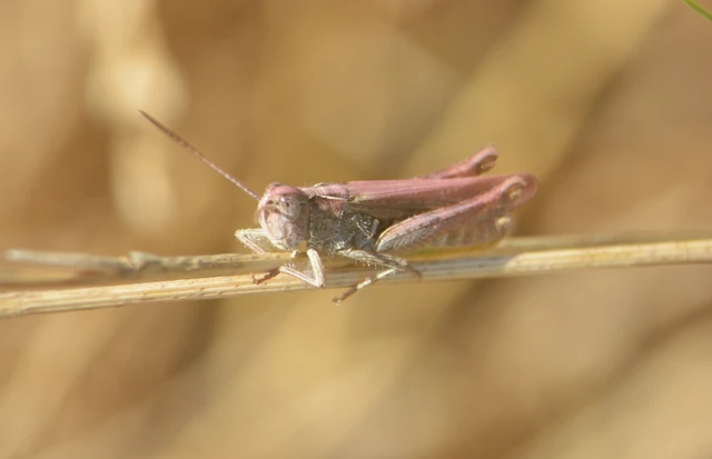 Chorthippus (Glyptobothrus) (subgenus)