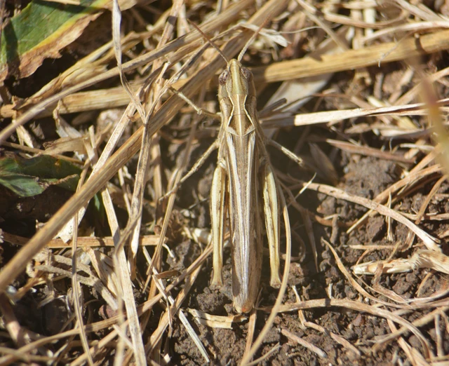 Chorthippus (Glyptobothrus) (subgenus)