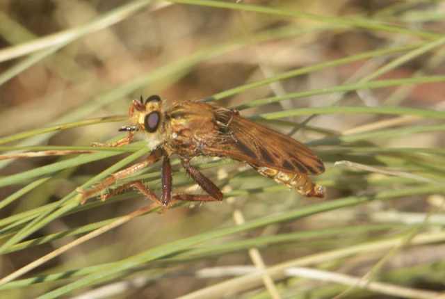 Asilus crabroniformis