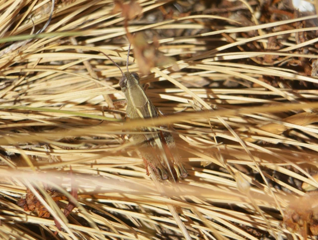 Calliptamus italicus - olaszsáska