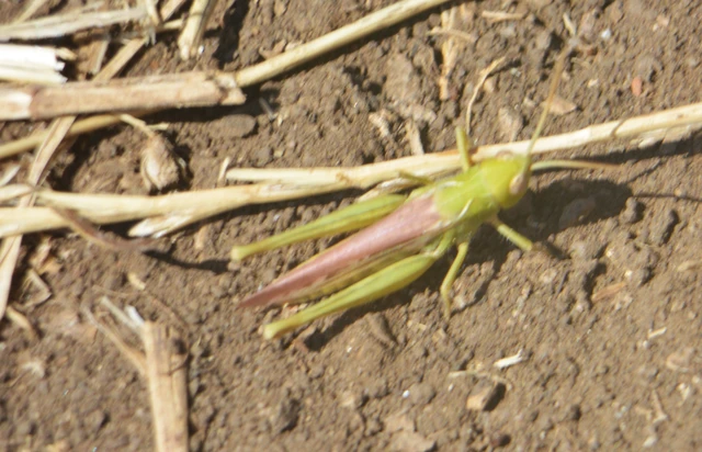 Chorthippus (Glyptobothrus) (subgenus)