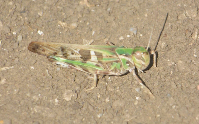 Oedaleus decorus - szalagos sáska