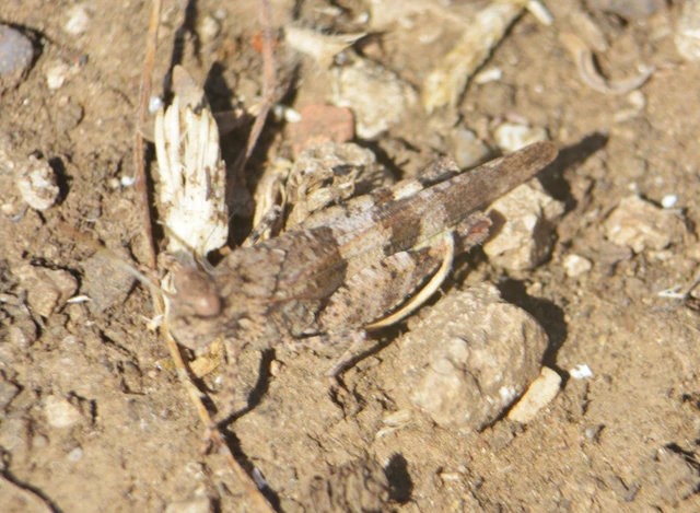 Oedipoda caerulescens - kékszárnyú sáska