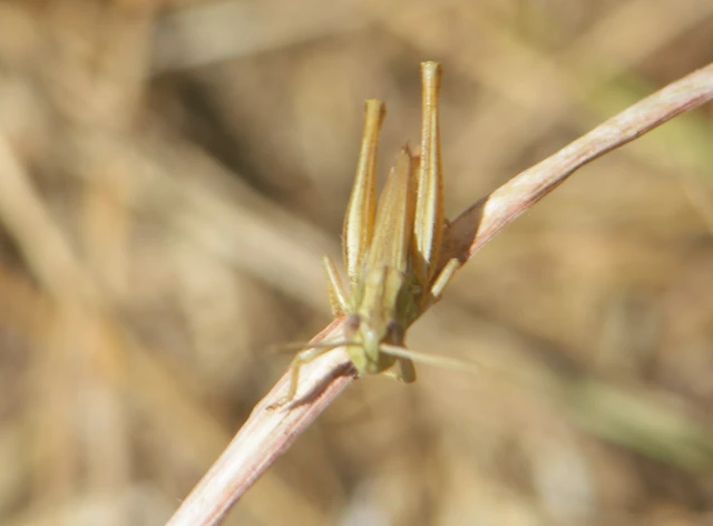 Euchorthippus declivus - rövidszárnyú rétisáska