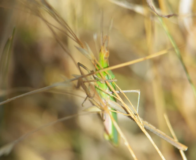 Acrida ungarica - sisakos sáska Acrida ungarica - sisakos sáska