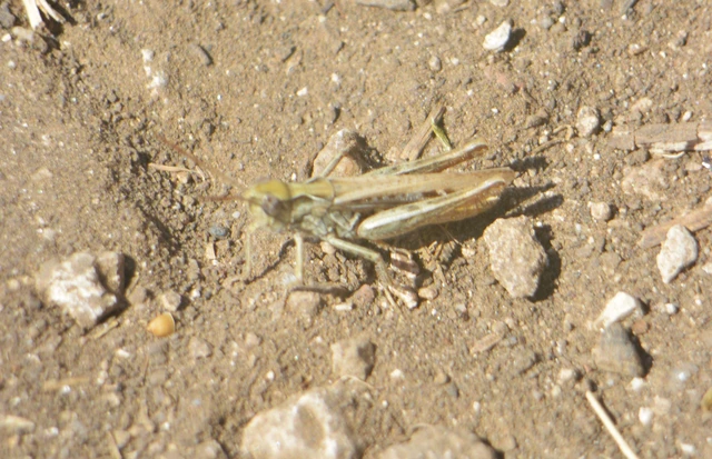 Chorthippus (Glyptobothrus) (subgenus)