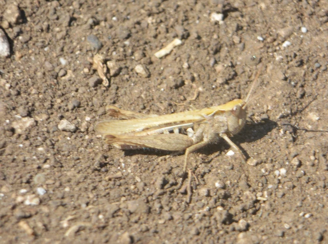 Chorthippus (Glyptobothrus) (subgenus)