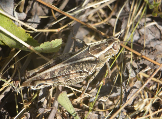 Calliptamus italicus - olaszsáska