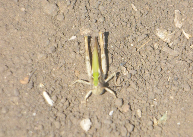 Chorthippus (Glyptobothrus) (subgenus)