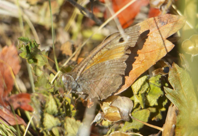 Arethusana arethusa - közönséges szemeslepke