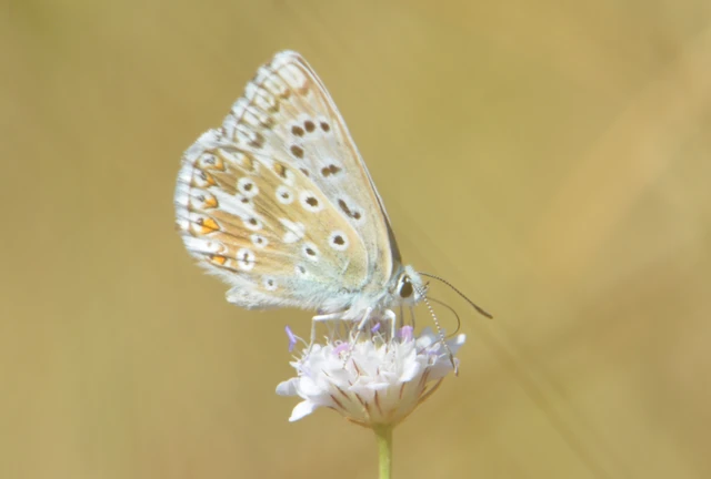 Polyommatus coridon - ezüstkék boglárka