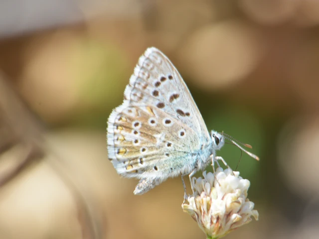Polyommatus coridon - ezüstkék boglárka