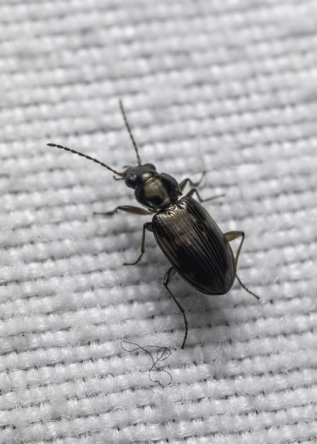 Bembidion varium - rajzos gyorsfutó