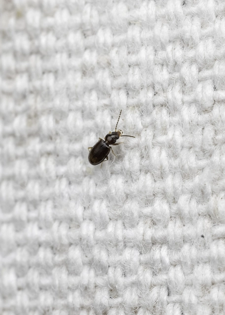 Tachys bistriatus - közönséges martfutó