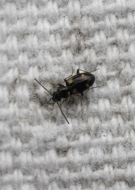 Bembidion quadrimaculatum - négyfoltos gyorsfutó