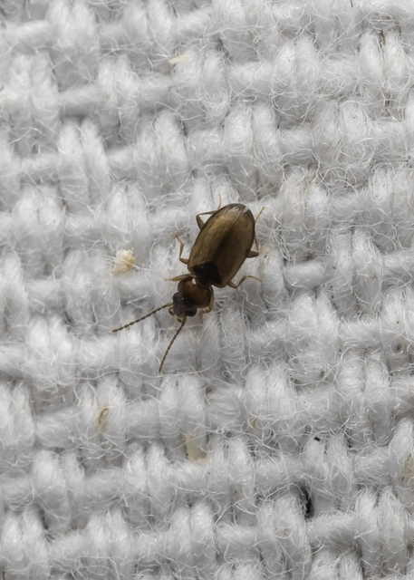 Tachys bistriatus - közönséges martfutó