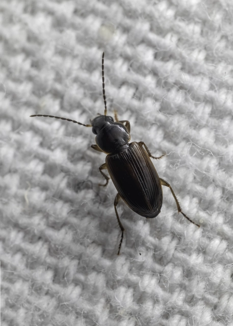 Stenolophus mixtus - közönséges turzásfutó