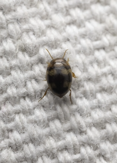 Hydrovatus cuspidatus - hegyesszárnyú csíkbogár