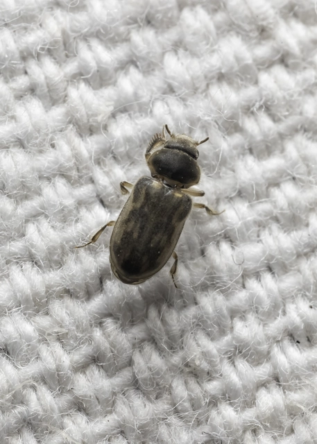 Heterocerus