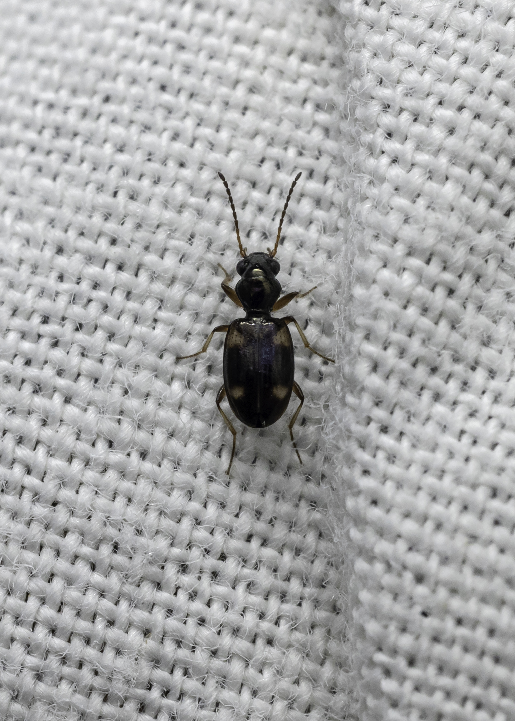 Bembidion quadrimaculatum - négyfoltos gyorsfutó