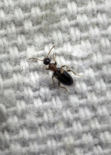 Hirticollis hispidus - szőrös fürgebogár