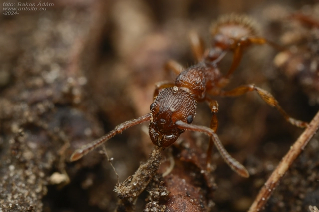 Myrmica sabuleti - gyakori bütyköshangya