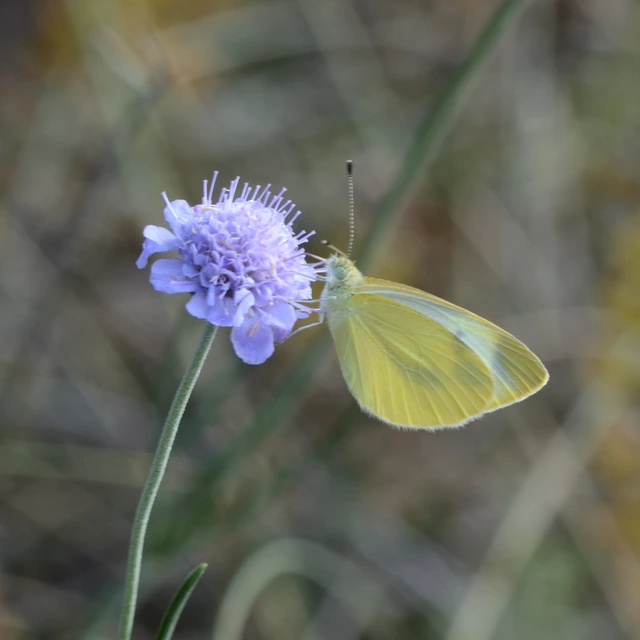 Pieris ergane - sziklai fehérlepke