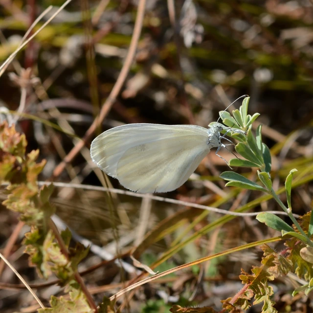 Leptidea sinapis - mustárlepke