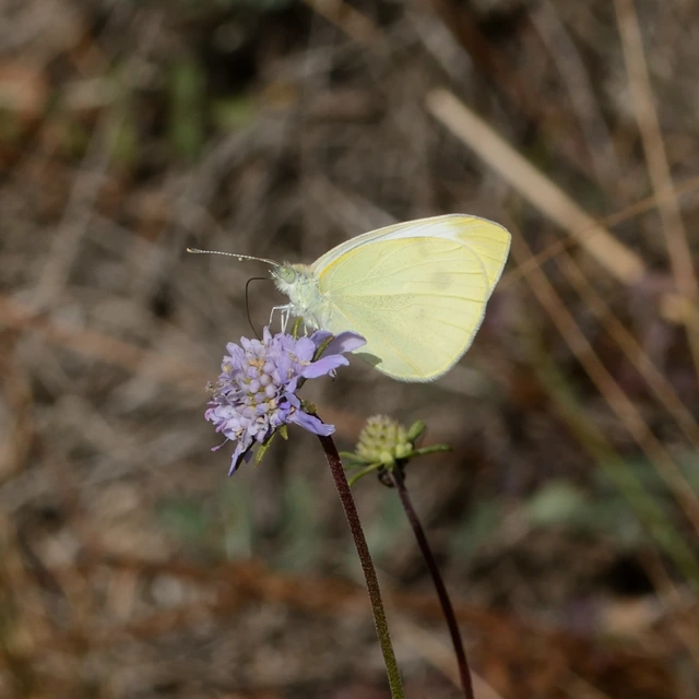 Pieris ergane - sziklai fehérlepke