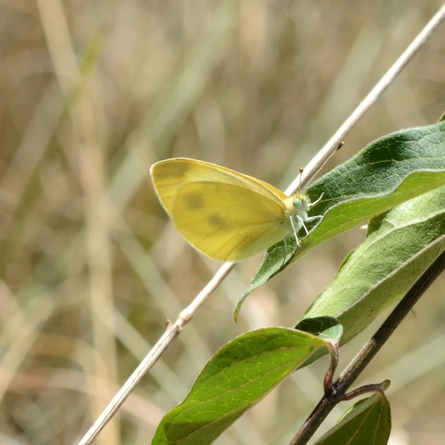Pieris ergane - sziklai fehérlepke
