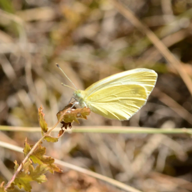 Pieris ergane - sziklai fehérlepke
