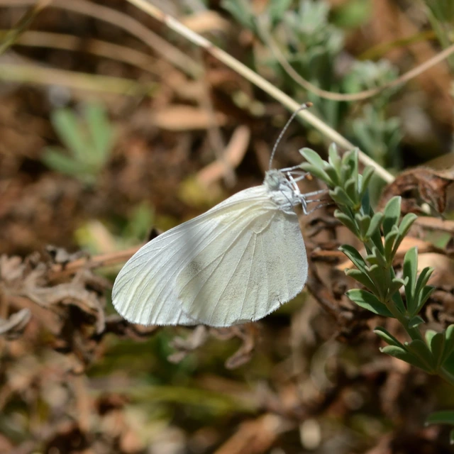 Leptidea sinapis - mustárlepke