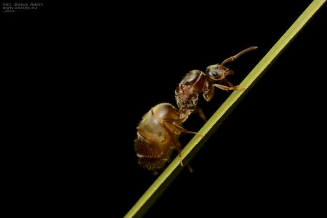 Lasius alienus - kövi feketehangya