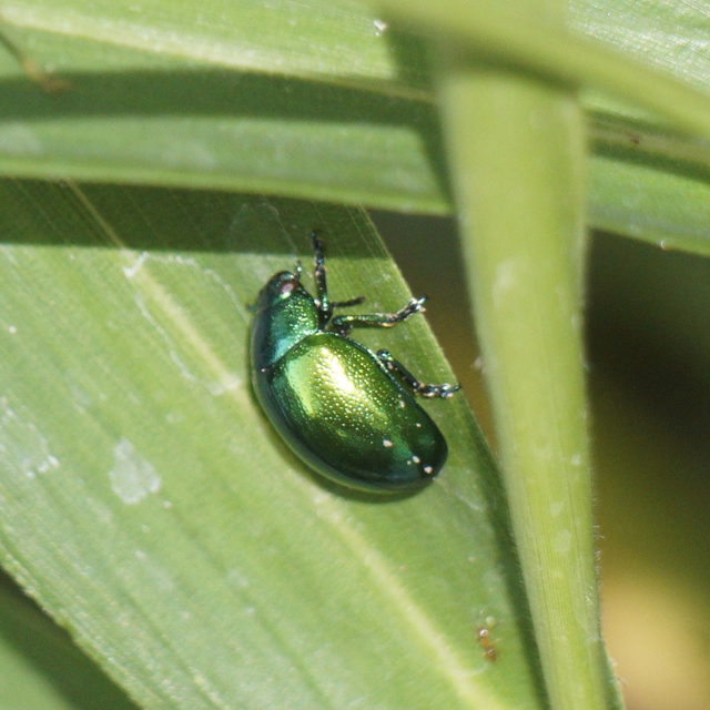 Chrysolina herbacea - zöld mentalevelész