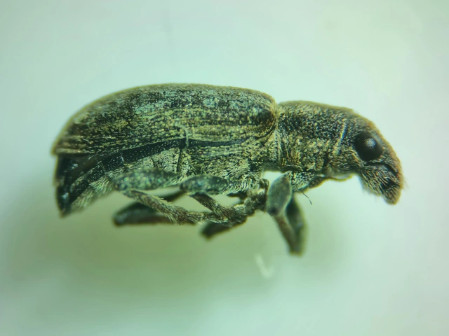 Sitona callosus - szempillás csipkézőbogár
