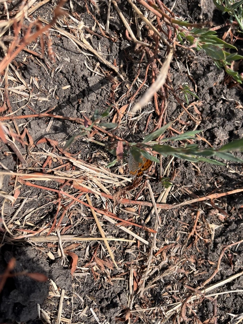 Lycaena thersamon - kis tűzlepke
