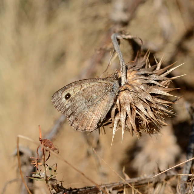 Arethusana arethusa - közönséges szemeslepke