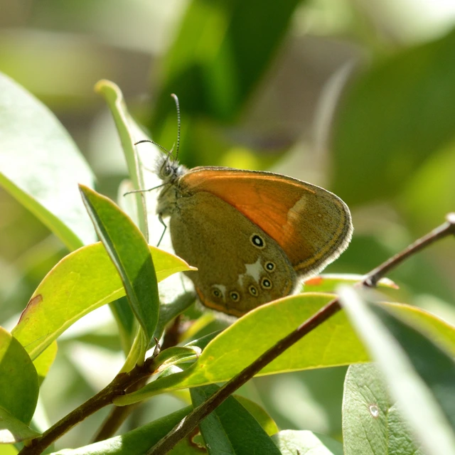 Coenonympha glycerion - közönséges szénalepke
