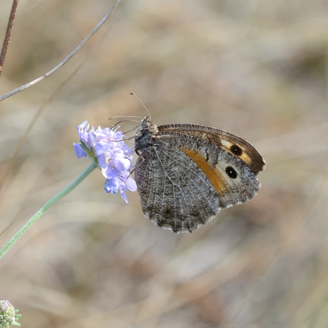 Arethusana arethusa - közönséges szemeslepke