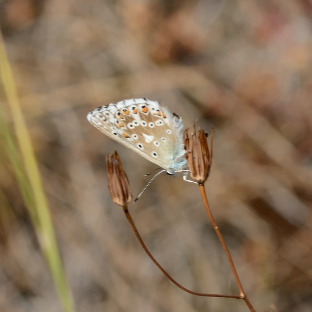 Polyommatus coridon - ezüstkék boglárka