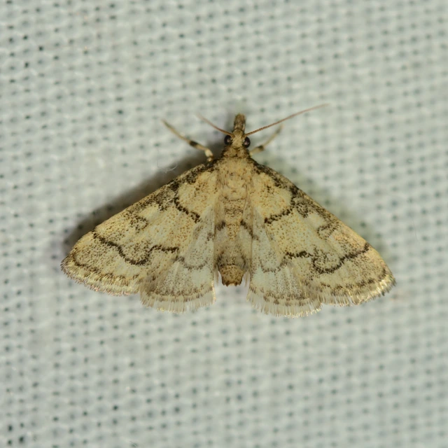 Metasia ophialis - kígyósávos tűzmoly