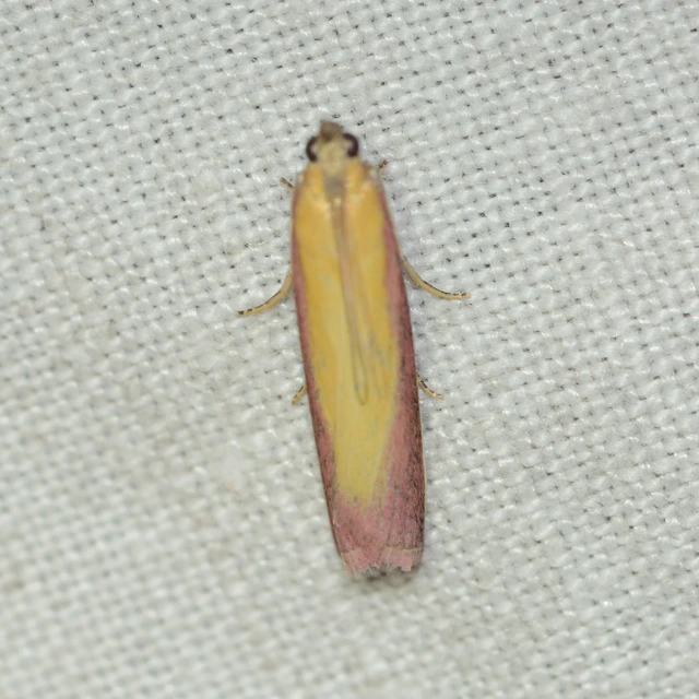 Oncocera semirubella - lucernamoly