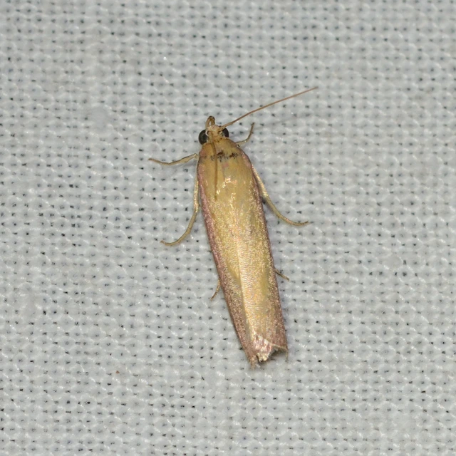 Oncocera semirubella - lucernamoly