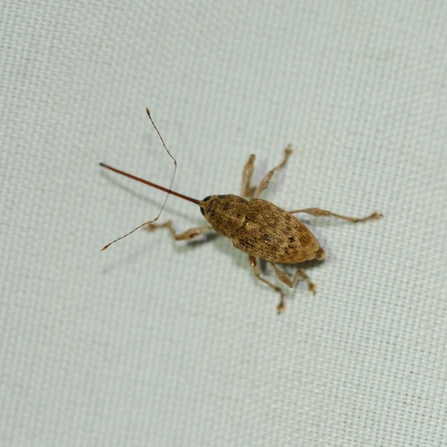 Curculio elephas - gesztenyezsuzsóka