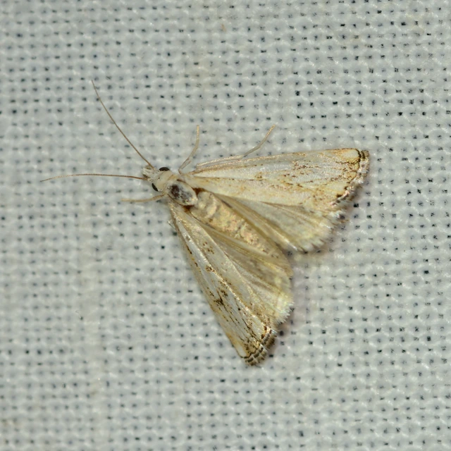 Catoptria falsella - hálós fűgyökérmoly