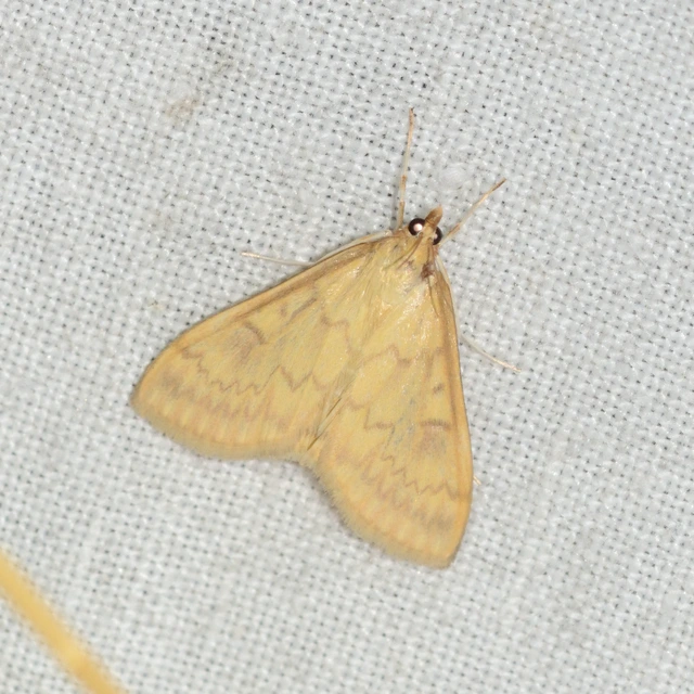 Ostrinia nubilalis - kukoricamoly
