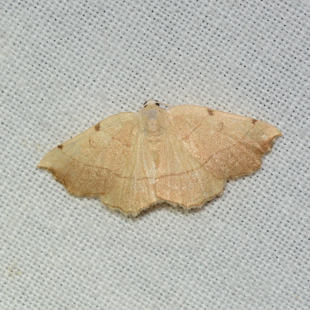Eilicrinia trinotata - háromjegyű araszoló