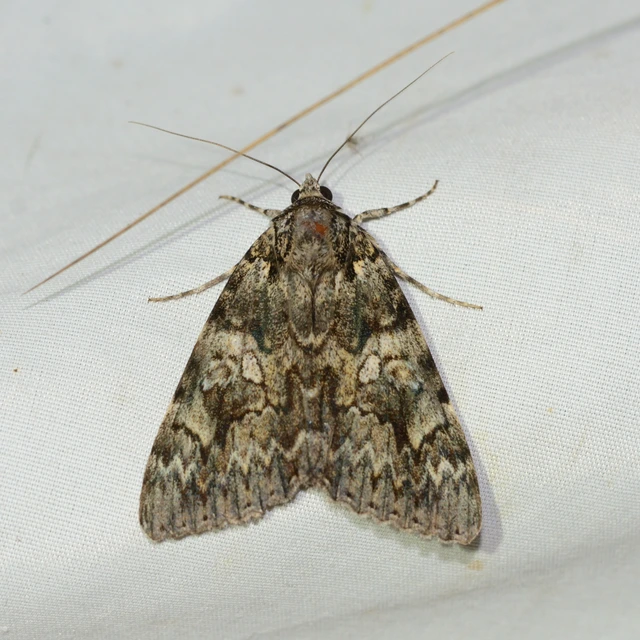 Catocala promissa - kis tölgyfa-övesbagoly