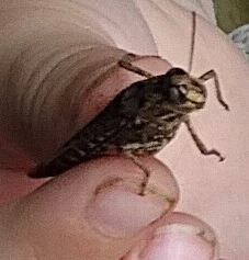 Calliptamus italicus - olaszsáska